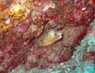  anguille de mer